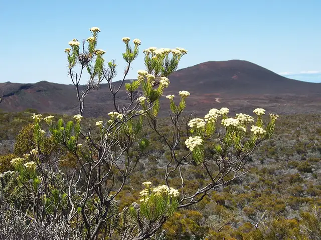 Faujasia pinifolia on plateau des Basaltes