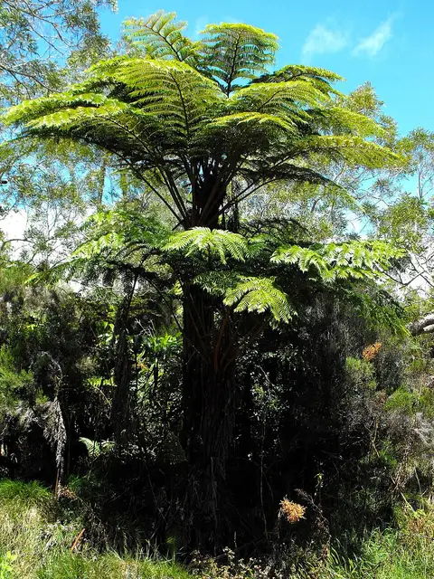 Forêt de Bébour