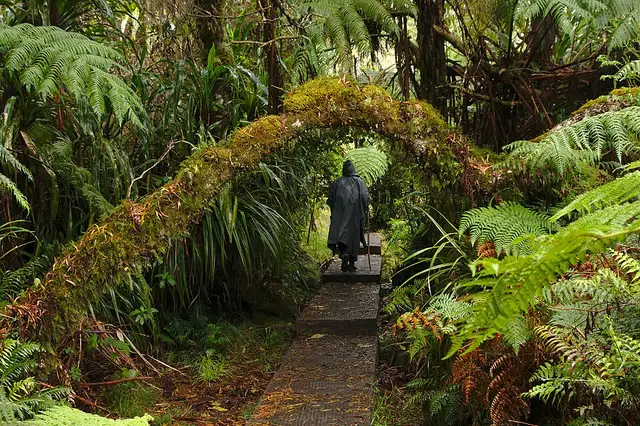 Forêt de Bélouve