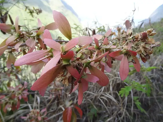 Hiptage benghalensis (fruits)