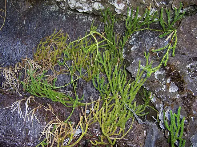 Au bord du sentier