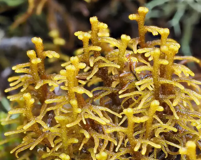 Mastigophora diclados