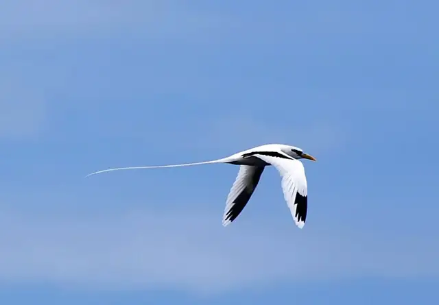 Phaéton à bec jaune, Paille en queue bec jaune ( Phaethon lepturus )