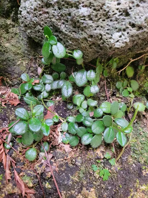 Peperomia goudotii