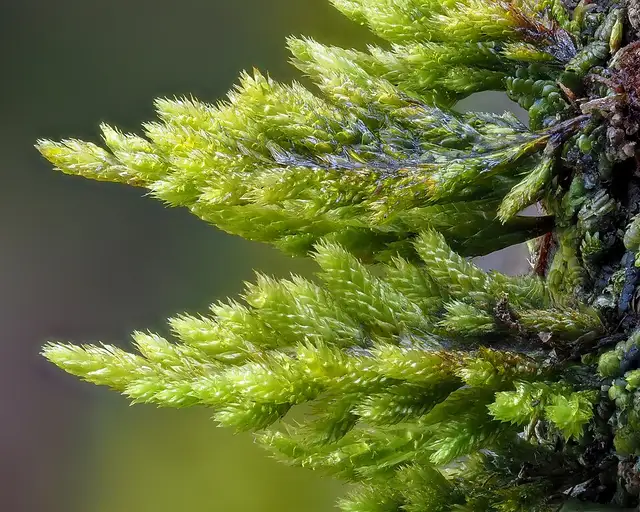 Pterobryon julaceum