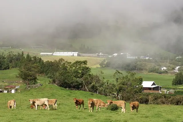 Troupeau de jeunes bovins au hameau de la Grande Ferme ( )