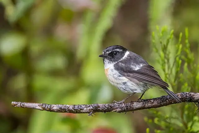 Stonechat (Saxicola tectes) male