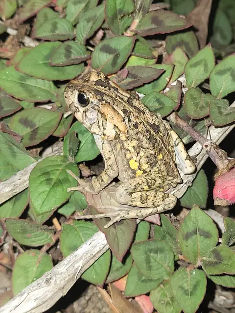 Sclerophrys gutturalis