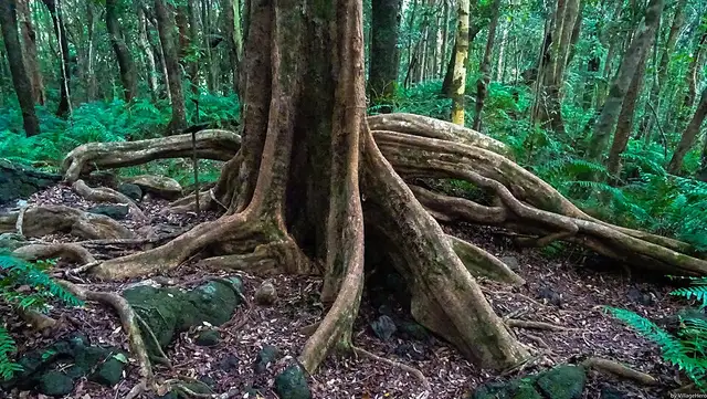 Forêt de Mare Longue