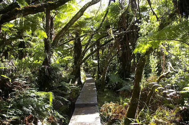 Forêt de Bélouve