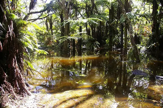 Forêt de Bélouve