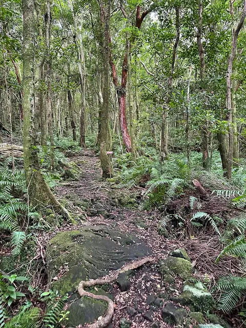 Forêt de Mare Longue