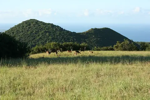 Piton Armand ou Piton de Ste-Anne